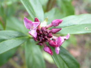 Daphne bholua 'Sir Peter Smithers', inflorescence in bud