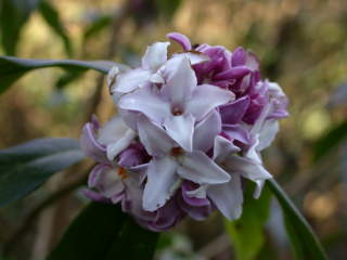 Daphne bholua 'Sir Peter Smithers', inflorescence