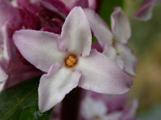 Daphne bholua 'Sir Peter Smithers', flower