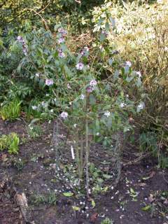 Daphne bholua 'Sir Peter Smithers', in flower