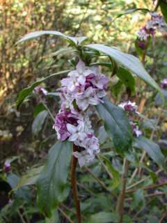 Daphne bholua 'Sir Peter Smithers', flowering shoot