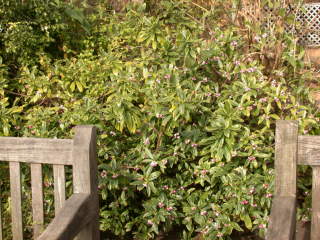 Daphne odora 'Aureoarginata', in flower