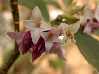Daphne odora 'Aureoarginata', flowers