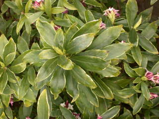 Daphne odora 'Aureoarginata', foliage