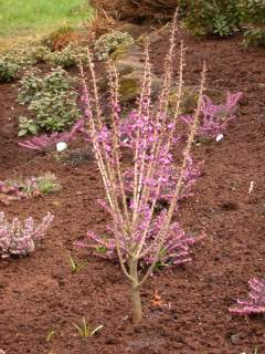 Daphne mezereum 'Rubra', in flower