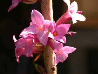 Daphne mezereum 'Rubra', flowers