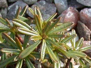 Daphne arbuscula, foliage