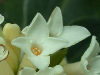 Daphne blagayana, flower