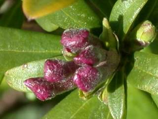 Daphne sericea, flower buds