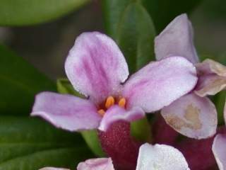 Daphne sericea, flower