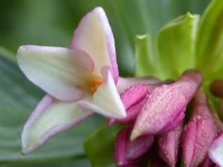 Daphne cultivar, flower