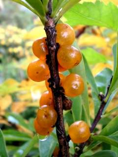 Daphne mezereum 'Album', berries