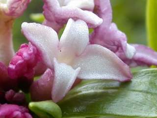 Daphne odora, flower