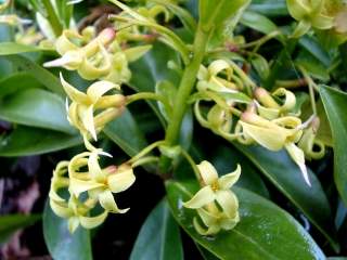 Daphne pontica, flowers