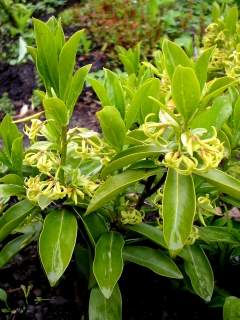 Daphne pontica, flowers and foliage