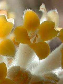 Edgeworthia chrysantha, flower
