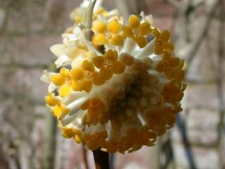 Edgeworthia chrysantha, inflorescence