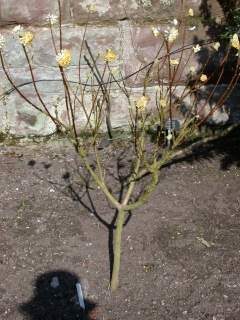 Edgeworthia chrysantha, in flower