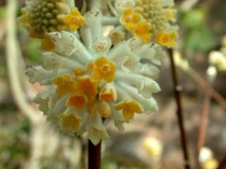 Edgeworthia chrysantha, inflorescence