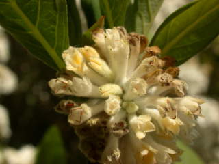 Edgeworthia chrysantha, aged inflorescence