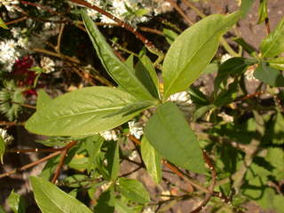 Edgeworthia chrysantha, foliage