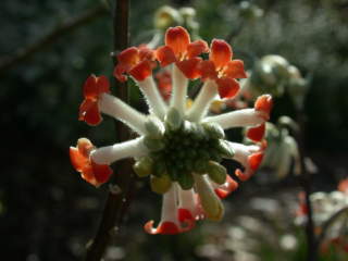 Edgeworthia chrysantha f. rubra, inflorescence