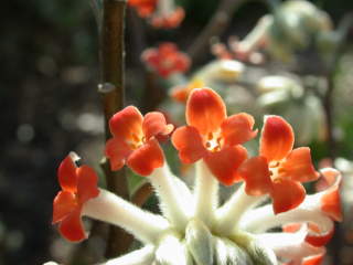 Edgeworthia chrysantha f. rubra, flowers