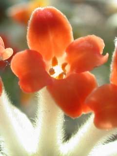 Edgeworthia chrysantha f. rubra, flower