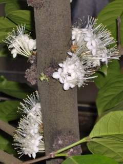 Phaleria capitata, inflorescences