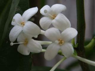 Phaleria clerodendron, partial inflorescence