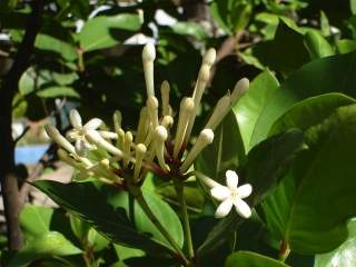 Phaleria disperma, young inflorescence