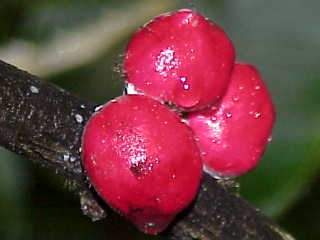 Phaleria octandra, fruits