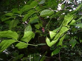 Phaleria octandra, foliage
