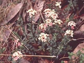 Pimelea alipina, in flower