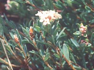 Pimelea alipina, flowering shoot