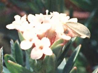 Pimelea alipina, inflorescence