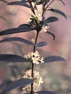 Pimelea alipina, flowering stem