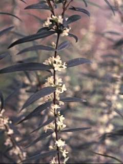 Pimelea alipina, flowering stem