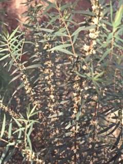 Pimelea alipina, in flower
