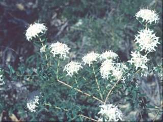 Pimelea ciliata, inflorescences