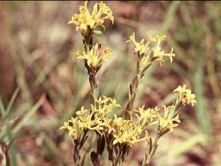 Pimelea curviflora, inflorescences