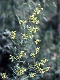 Pimelea curviflora, flowering stems
