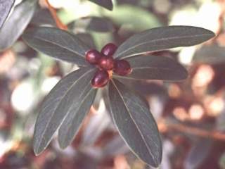 Pimelea drupacea, foliage and fruits