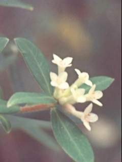 Pimelea drupacea, inflorescence