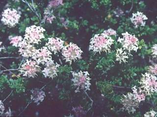 Pimelea ferruginea, in flower