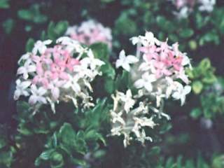 Pimelea ferruginea, inflorescences