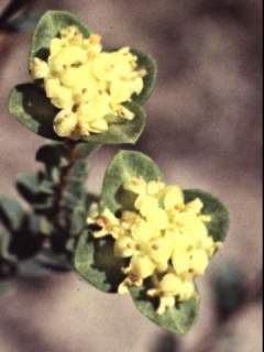 Pimelea flava, pair of inflorescences