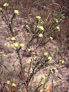 Pimelea flava, in flower