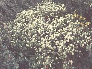Pimelea glauca, in flower