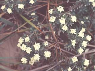 Pimelea glauca, flowering stems
